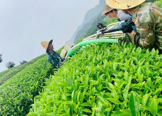 Migliora la digestione con il tè di Dahongpao Tempo di preparazione 2-3 minuti