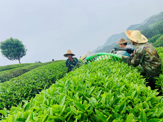 Tempo di preparazione 2-3 minuti - Feibai Anji Tea Bianco Tè in piccola pentola per la gestione dello stress